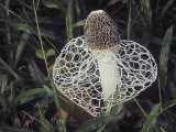 Veiled Stinkhorn Mushroom, Dictyophora Duplicata Photographic Print by James Beveridge