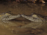 Two Baby Nile Crocodiles, Crocodylus Niloticus, East Africa Fotoprint van Joe McDonald Two Baby Nile Crocodiles, Crocodylus Niloticus, East Africa Fotoprint van Joe McDonald