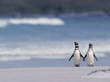 Magellanic Penguin Couple, Spheniscus Magellanicus, Falkland Islands Photographie par Joe & Mary Ann McDonald