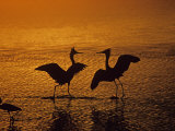 Reddish Egrets, Egretta Rufescens, Mating Dance Ding Darling, Florida Photographic Print by Arthur Morris
