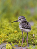 Young Black-Necked Stilt, Himantopus Mexicanus, California, USA Photographie par Arthur Morris
