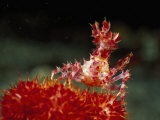 Decorator or Soft Coral Crab Photographie par Solvin Zankl