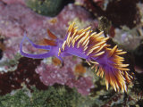 Ken Lucas - Spanish Shawl Nudibranch (Flabellina Iodinea), Canada to Northern Mexico, Pacific Ocean - Fotografik Baskı Ken Lucas - Spanish Shawl Nudibranch (Flabellina Iodinea), Canada to Northern Mexico, Pacific Ocean - Fotografik Baskı
