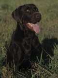 Chocolate Labrador Retriever Sitting in Field Photographic Print by Cheryl Ertelt