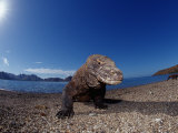Komodo Dragon on the Beach (Varanus Komodoensis). Komodo National Park, Komodo Island Photographic Print by Reinhard Dirscherl