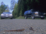 Rough-Skinned Newts Crossing a Highway, , Taricha Granulosa, California, USA Photographic Print by Joe McDonald