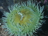 Giant Green Anemone (Anthopleura Xanthogrammica), Alaska to Northern Mexico, Pacific Ocean Fotografiskt tryck av Ken Lucas