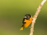 Baltimore Oriole, Icterus Galbula, Eastern USA Photographie par John Cornell