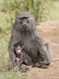 Olive Baboon with Baby Photographic Print by Gustav W. Verderber