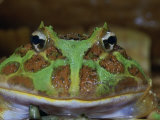 Ornate Horned Frog, Ceratophrys Ornata, Argentina Photographic Print by Jim Merli