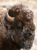 Bull American Bison (Bison Bison) in Winter Photographic Print by Tom Walker