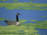 Canada Goose in a Eutrophic Pond, Branta Canadensis, North America Photographic Print by John & Barbara Gerlach