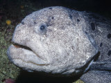 Ken Lucas - Wolf-Eel Head (Acarrhicthys Ocellatus) Alaska to Southern California, USA - Fotografik Baskı