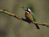 White-Fronted Bee-Eater, Merops Bullockoides, Capturing a Flying Dragonfly, Kenya Photographie par Joe McDonald