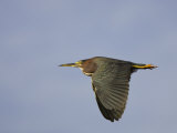 Green Heron, Butorides Virescens, in Flight. Southern USA Photographic Print by John Cornell