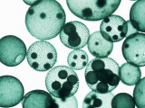 Volvox Green Algae Colonies Photographic Print by Ralph Hutchings