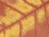 Close-Up of a Fall Sourwood Leaf Showing Veins, Oxydendrum Arboreum, Tennessee, USA Photographic Print by Adam Jones