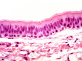 Human Trachea Ciliated Epithelium Photographic Print by Fred Hossler