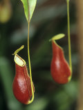 A Pitcher Plant, Nepenthes Coccinea Photographic Print by Adam Jones