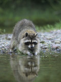 Raccoon Washing its Hands and Food, Procyon Lotor, North America Fotografisk tryk af Joe McDonald Raccoon Washing its Hands and Food, Procyon Lotor, North America Fotografisk tryk af Joe McDonald