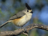 Black-Crested or Mexican Titmouse, Baleolophus Atricristatus, Texas, USA Photographic Print by Arthur Morris