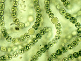 Nostoc Cyanobacteria, with Heterocysts Important in Nitrogen Fixation Photographie par Robert Calentine
