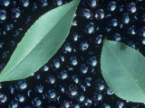 Black Cherry Harvest (Prunus Serotina), North America Photographic Print by Wally Eberhart