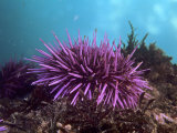 Purple Sea Urchin, Strongylocentrotus Purpuratus, Pacific Coast of North America Fotografisk tryk af David Wrobel