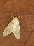 Moth (Muona Iridescens) Photographic Print by Leroy Simon