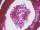 Anabaena Azollae, an Endophytic Cyanobacterium in the Leaf of a Water Fern (Azolla) Photographie par Michael Abbey