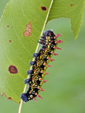 Saturnid Moth Caterpillar (Antherina Suraka) Feeding on a Leaf Photographic Print by Leroy Simon