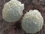 T-Lymphocyte White Blood Cells or Leukocytes Photographie par Fred Hossler