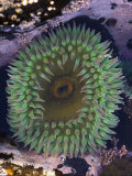 Giant Green Anemone (Anthopleura Xanthogrammica) Salt Point State Park, California Fotografisk tryk af Gerald & Buff Corsi Giant Green Anemone (Anthopleura Xanthogrammica) Salt Point State Park, California Fotografisk tryk af Gerald & Buff Corsi