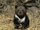 Grizzly Bear Six Week-Old Cub Near its Den, Ursus Arctos, North America Photographic Print by Joe McDonald