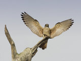 American Kestrel, Falco Sparverius, Female Landing, North America Photographie par John Cornell