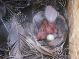 Tree Swallow Nest with Hatchlings and an Unhatched Egg, Tachycineta Bicolor, North America Photographie par Charles Melton