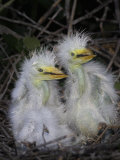 Great Egret Chicks in the Nest, Ardea Alba, . Southeastern USA Photographic Print by John Cornell