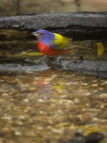 Painted Bunting, Passerina Ciris, Male Photographie par Jack Michanowski