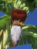 Banana Tree Flowering with a Small Group of Developing Fruits (Musa), Florida, USA Photographic Print by Marc Epstein