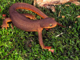 California Newt (Taricha Torosa). California, USA Photographic Print by Michael Redmer