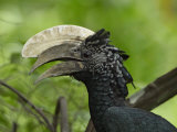 Silvery-Cheeked Hornbill Male Head, Ceratogymna Brevis, Lake Manyara, Tanzania, Africa Lámina fotográfica por Arthur Morris