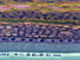 Cross-Section of the Anterior Human Eye Lens. Phase Contrast Photographic Print by Ralph Hutchings