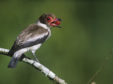 Female Masked Tityra (Tityra Semifasciata) with a Berry in its Bill for its Young, Costa Rica Photographic Print by Rudolf Arndt