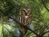 Northern Saw-Whet Owl (Aegolius Acadius) in a White Pine (Pinus Strobus), North America Photographic Print by Steve Maslowski