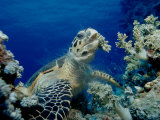 Hawksbill Sea Turtle (Eretmochelys Imbricata) Eating Soft Corals Photographic Print by Reinhard Dirscherl