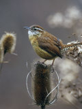 Carolina Wren (Thryothorus Ludovicianus) on Teasel, South Carolina State Bird. USA Photographic Print by Steve Maslowski