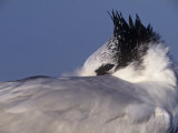 Resting Royal Tern, Sterna Maxima, Southern USA Photographic Print by Arthur Morris