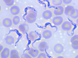 Trypanosoma Gambiense Protozoa in Blood Photographie par Michael Abbey