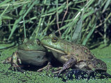 Bullfrogs in a Pond, , Rana Catesbeiana Photographic Print by Joe McDonald