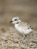 Snowy Plover (Charadrius Alexandrinus) 18 Day Old Chick Is Foraging on the Beach Lámina fotográfica por John Cornell Snowy Plover (Charadrius Alexandrinus) 18 Day Old Chick Is Foraging on the Beach Lámina fotográfica por John Cornell